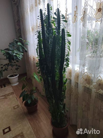 Комнатные цветы