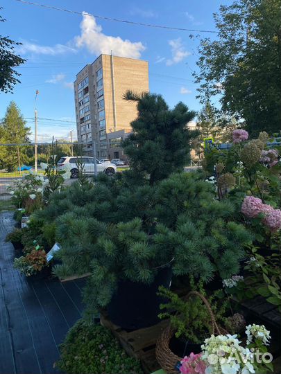 Сосна Негиши