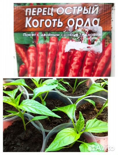 Рассада помидор и перцев