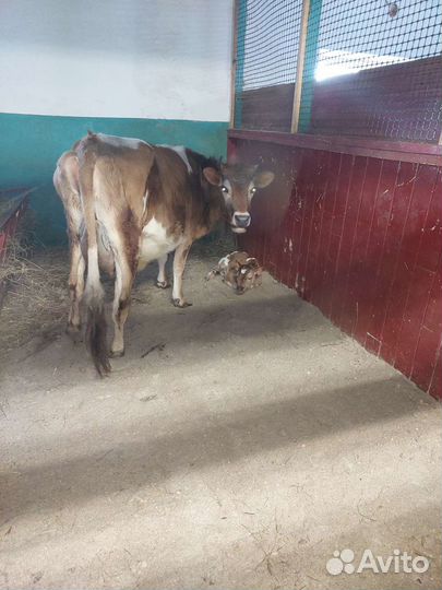 Молоко, творог, яйцо