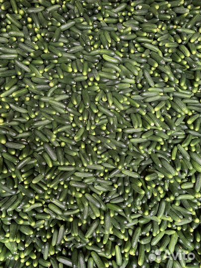 Огурцы свежие оптом и в розницу луховицкие