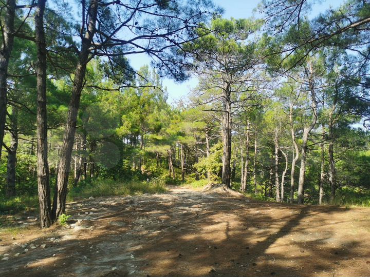 Участок 1,63 га (ИЖС)