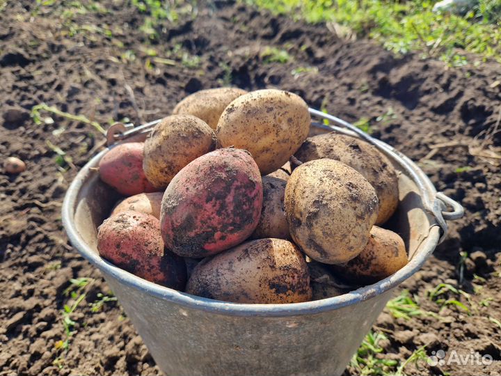 Продам картофель