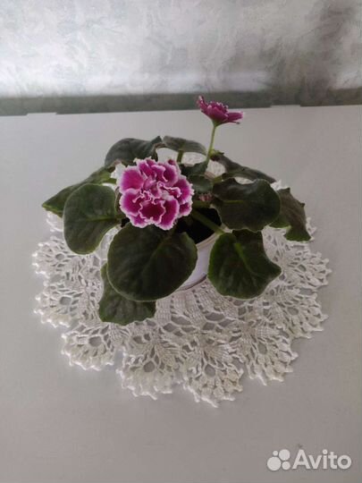 Цветы фиалки