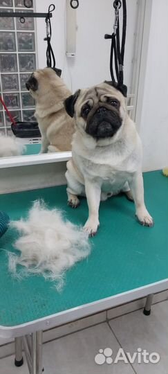 Мопс вязка мальчик
