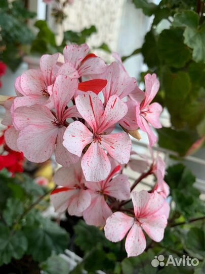 Пеларгония сортовая