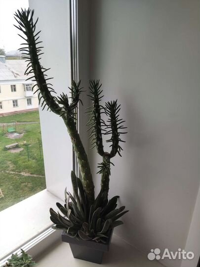 Кактус высокий