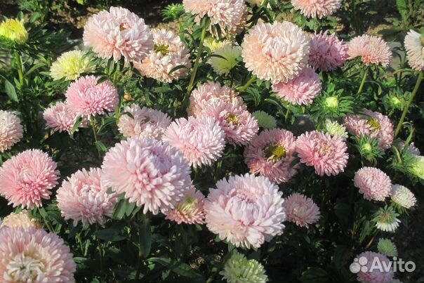 Хризантелла