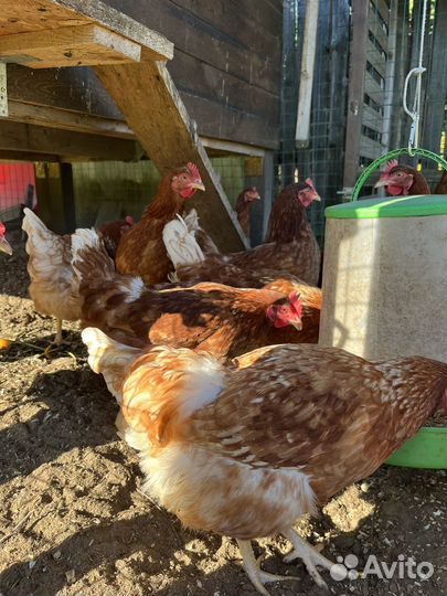Куры несушки ломан браун
