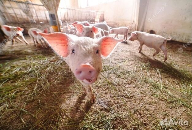 Сельскохозяйственное предприятие 