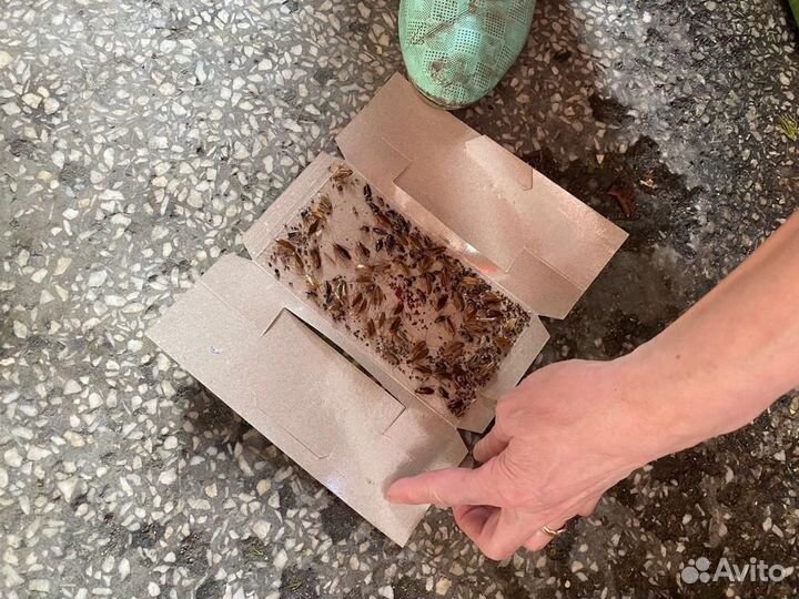 Дезинфекция.Уничтожение тараканов,клопов.Гарантия