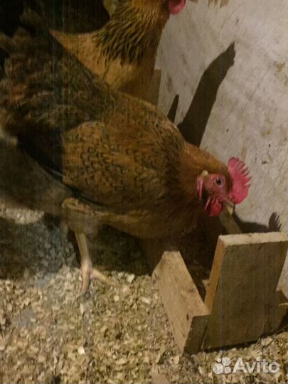 Куры, серебристый леггорн, кучинской юбилейной