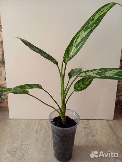 Аглаонема Мария