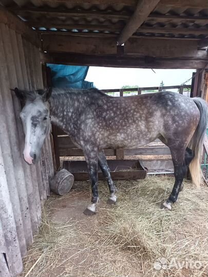 Продам кобылу