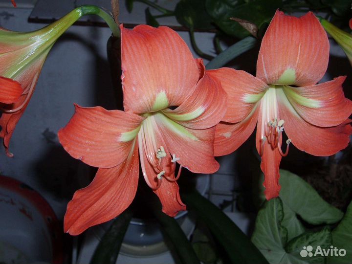 Гиппеаструм