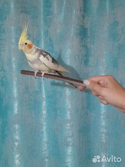 Попугай корелла девочка