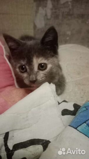 Отдам в добрые руки кошку маленькую