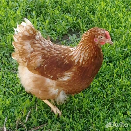 Куры Несушки