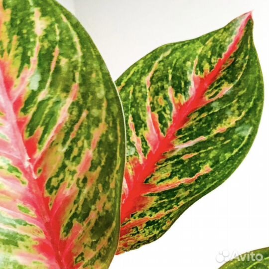 Аглаонема в ассортименте