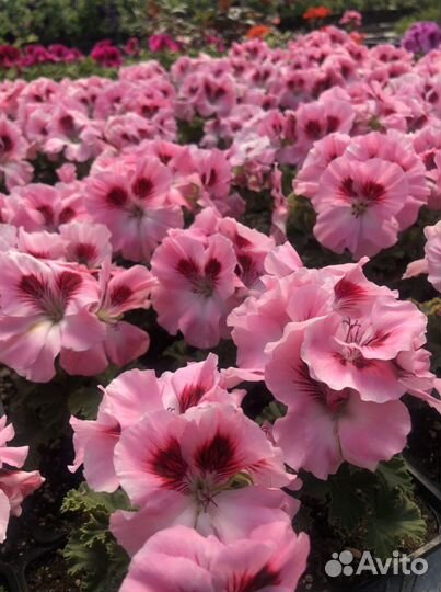 Пеларгония королевская и зональная