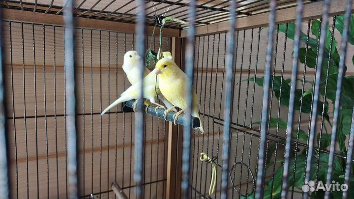 Кенара и канарейки