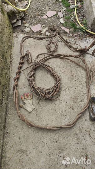 Дрифтвуд. Пень.Лиана