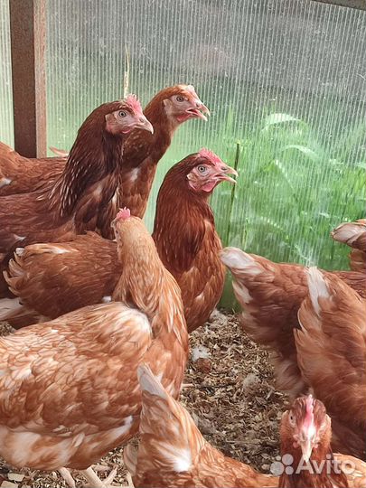 Куры несушки