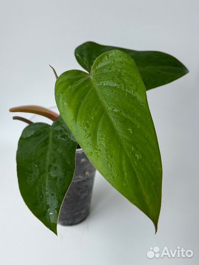 Филодендрон краснеющий (Philodendron erubescens)