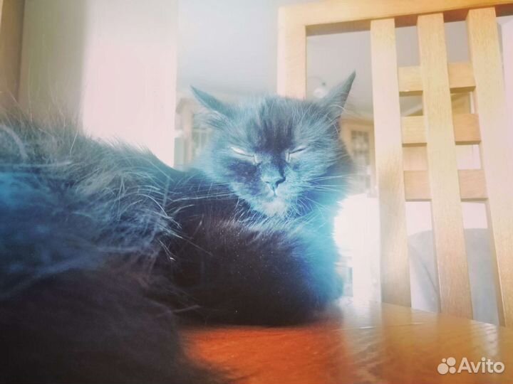 Добрая умная кошка ищет новый дом