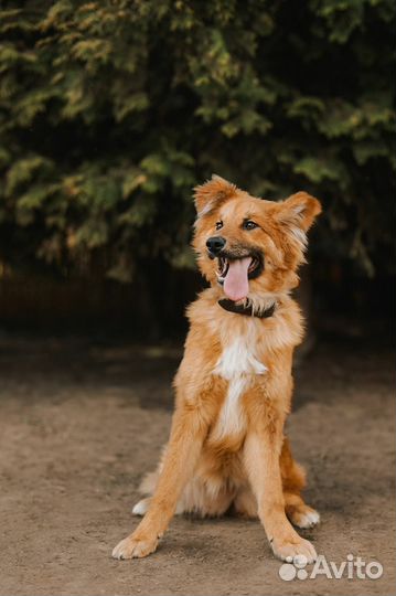 Пушистая девочка-щенок в добрые руки бесплатно