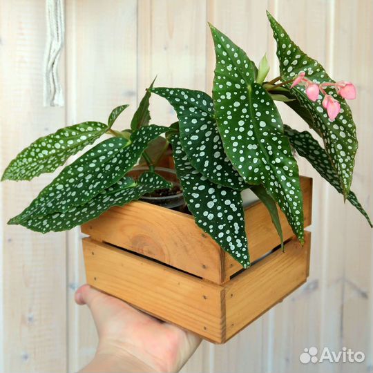 Бегония Рекс Кейн Хотспот