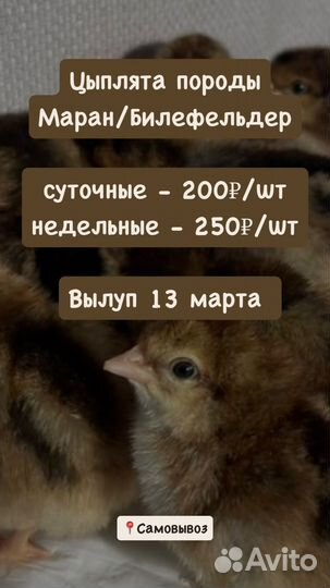Цыплята суточные недельные порода