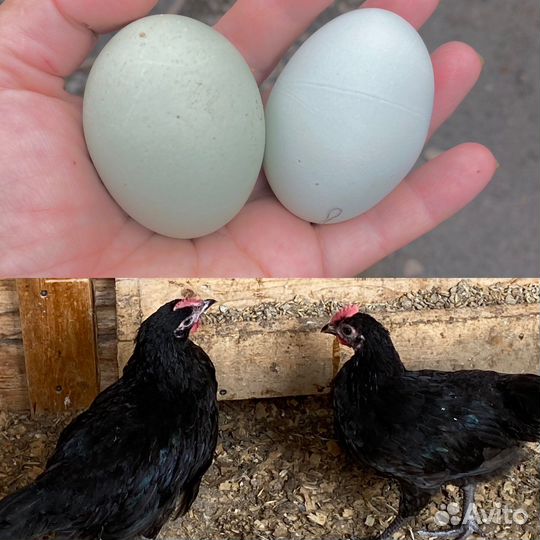 Петушки синь синь дянь