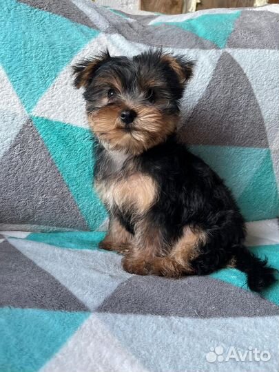 Йоркширский терьер