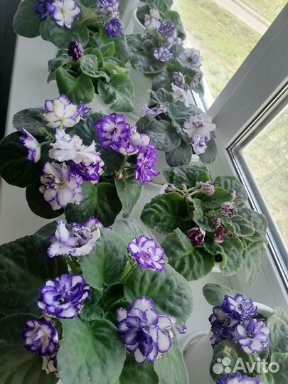 Фиалки цветущие