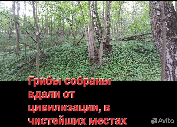 Грибы лисички свежие