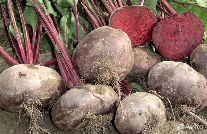 Свекла опт от 1 т
