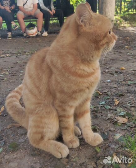 Кот Леопольд