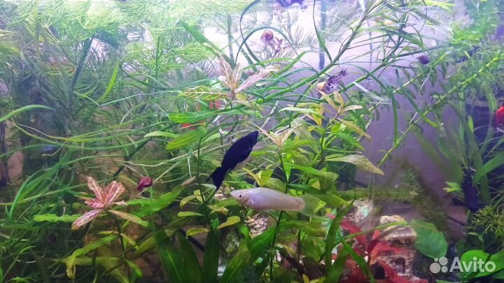 Аквариумные рыбки