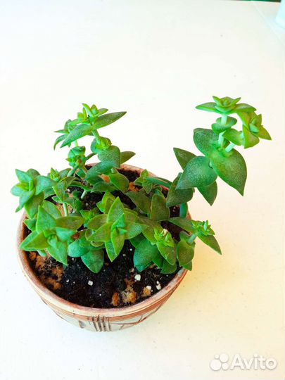 Толстянка крассуля наскальная