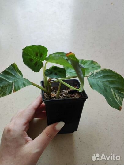 Маранта бьюти ким