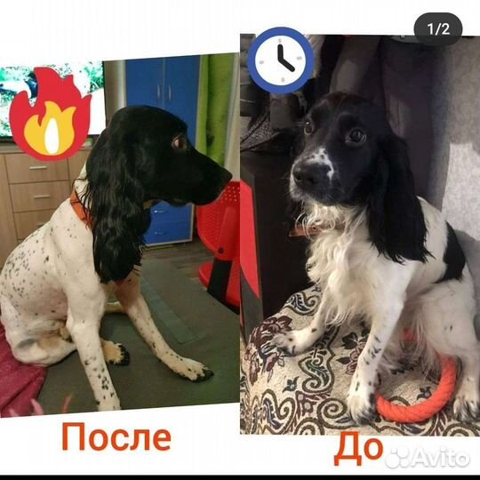 Грумер.Стрижка кошек и собак.Груминг.Выезд на дом