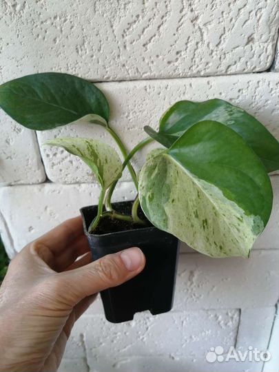 Сциндапсусы Марбл Квин и Неон