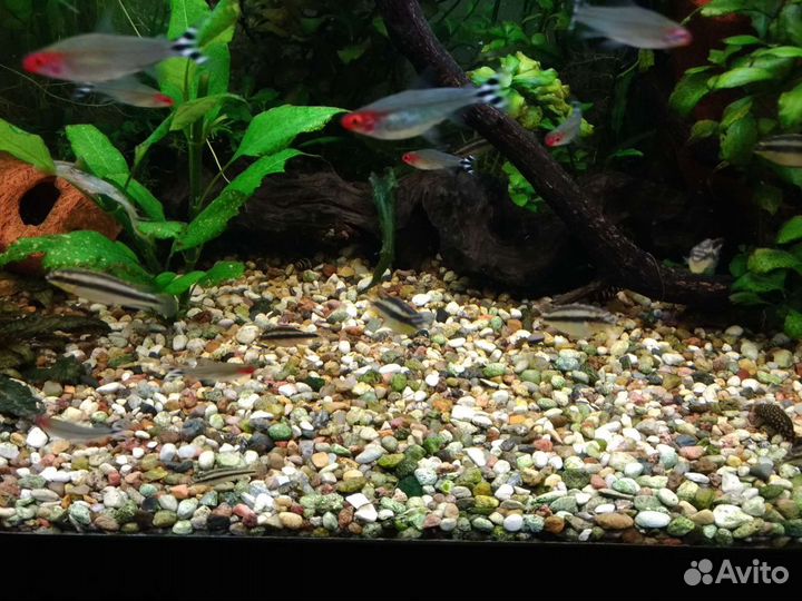 Хелены хищные улитки