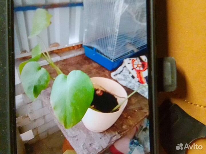 Комнатные цветы