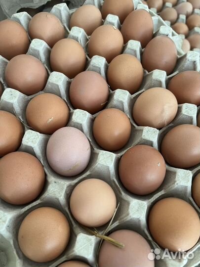 Домашние куриные яйца