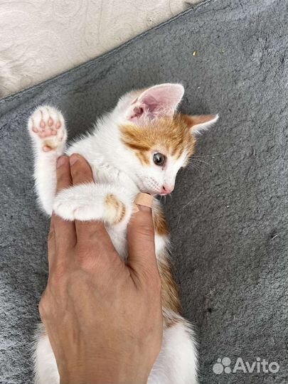 Котенок в добрые руки