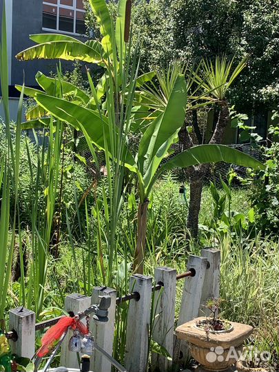 Банановая пальма