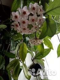 Растения для дачи и дома