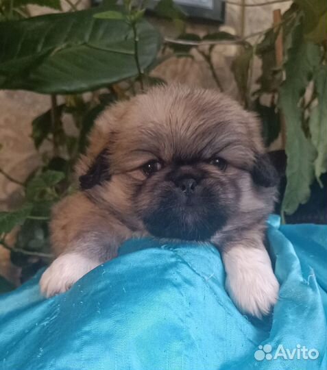 Щенки пекинеса